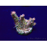 WYSIWYG Acropora Mariculture acclimated LED