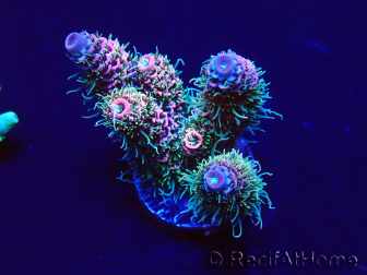 WYSIWYG Acropora millepora 15H3 Mariculture acclimaté led