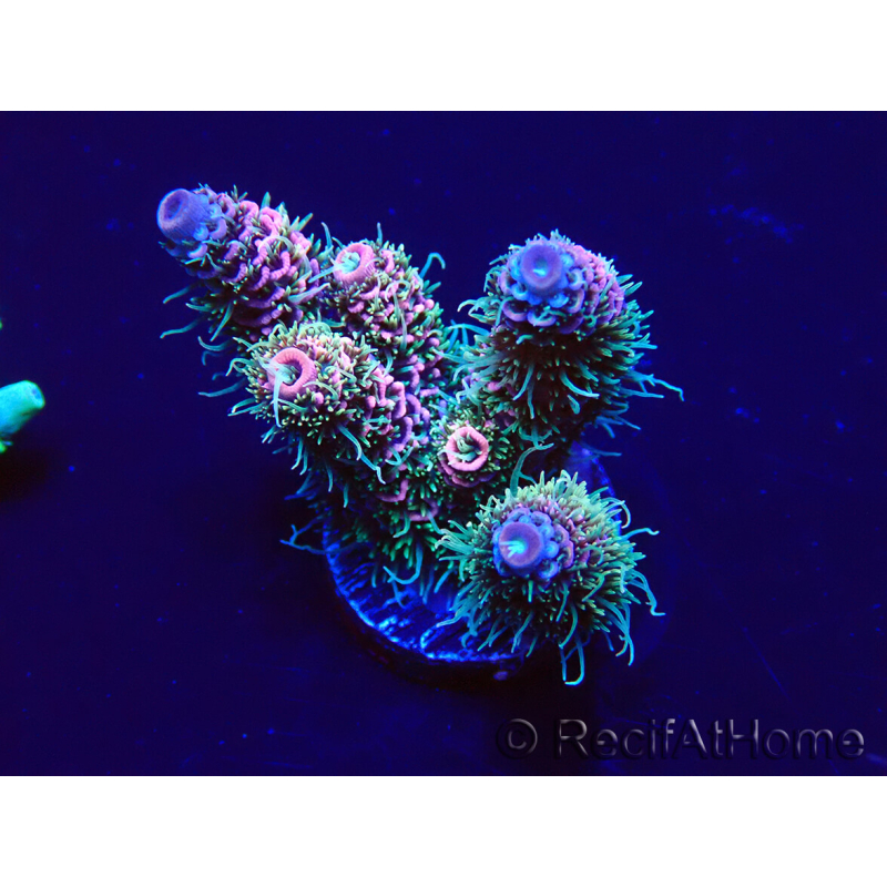 WYSIWYG Acropora millepora 15H3 Mariculture acclimaté led