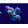 WYSIWYG Acropora Marikultur akklimatisiert LED