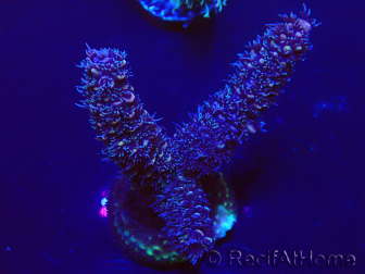 WYSIWYG Acropora 15H10 Maricultura aclimatada LED