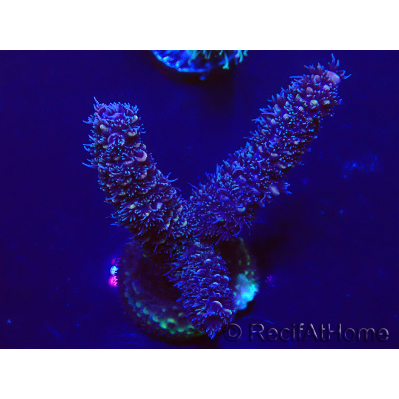 WYSIWYG Acropora 15H10 Mariculture acclimaté led