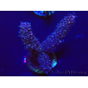WYSIWYG Acropora Marikultur akklimatisiert LED