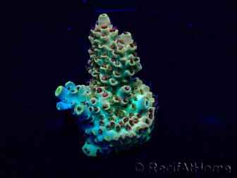 WYSIWYG Acropora 15I2 Mariculture acclimaté led