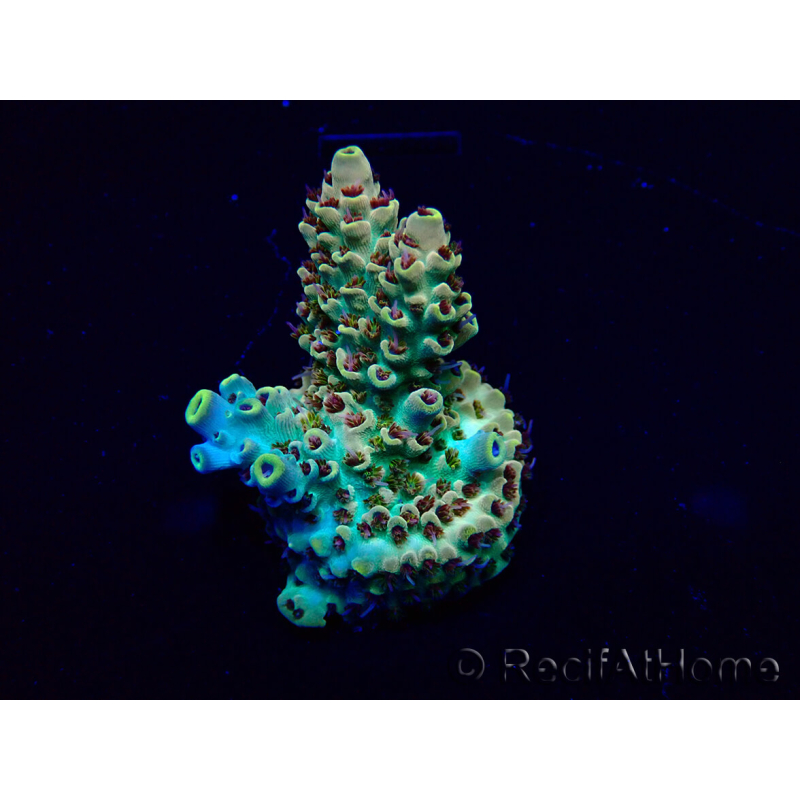 WYSIWYG Acropora Marikultur akklimatisiert LED