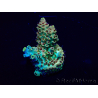 WYSIWYG Acropora Marikultur akklimatisiert LED
