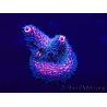 WYSIWYG Acropora millepora 15I3 Mariculture acclimaté led