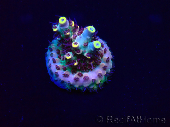 WYSIWYG Acropora Marikultur akklimatisiert LED
