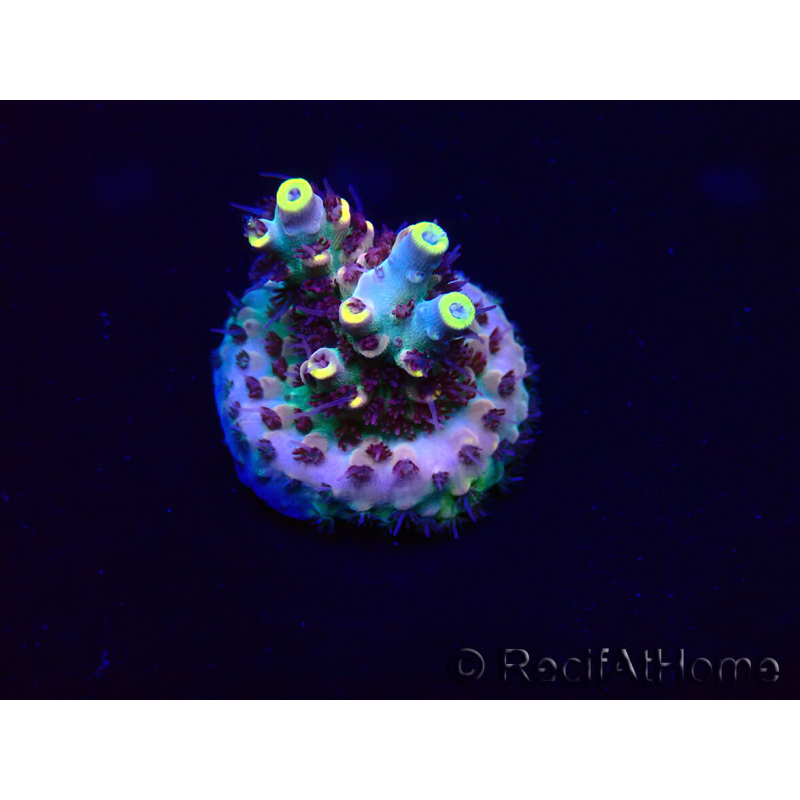 WYSIWYG Acropora Marikultur akklimatisiert LED