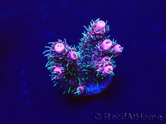 WYSIWYG Acropora Marikultur akklimatisiert LED