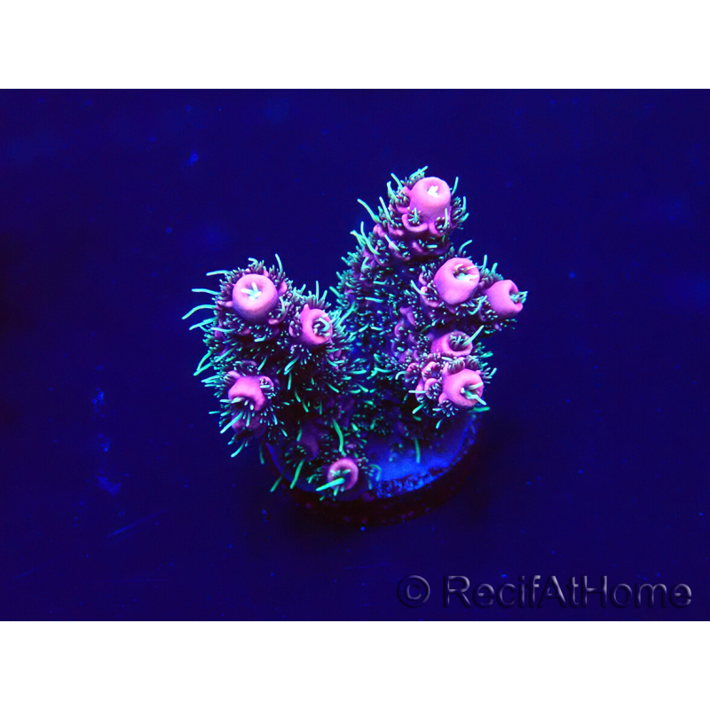 WYSIWYG Acropora Marikultur akklimatisiert LED
