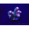 WYSIWYG Acropora Marikultur akklimatisiert LED