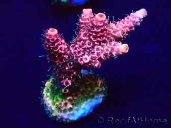 WYSIWYG Acropora millepora Maricultura aclimatada LED