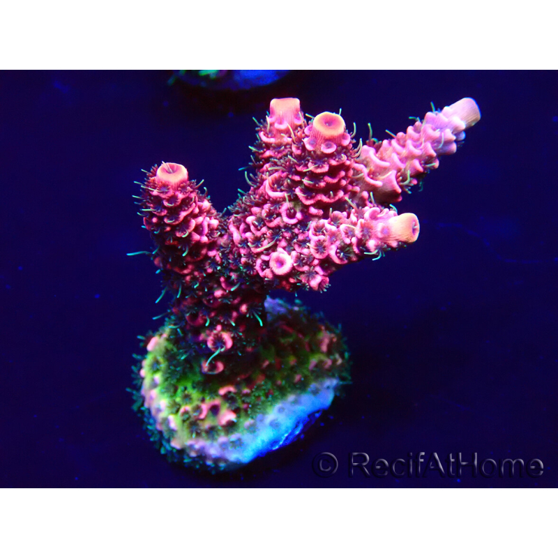WYSIWYG Acropora millepora Maricultuur geacclimatiseerd LED