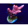 WYSIWYG Acropora millepora Maricoltura acclimatata a LED