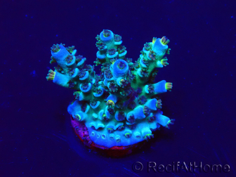 WYSIWYG Acropora Marikultur akklimatisiert LED