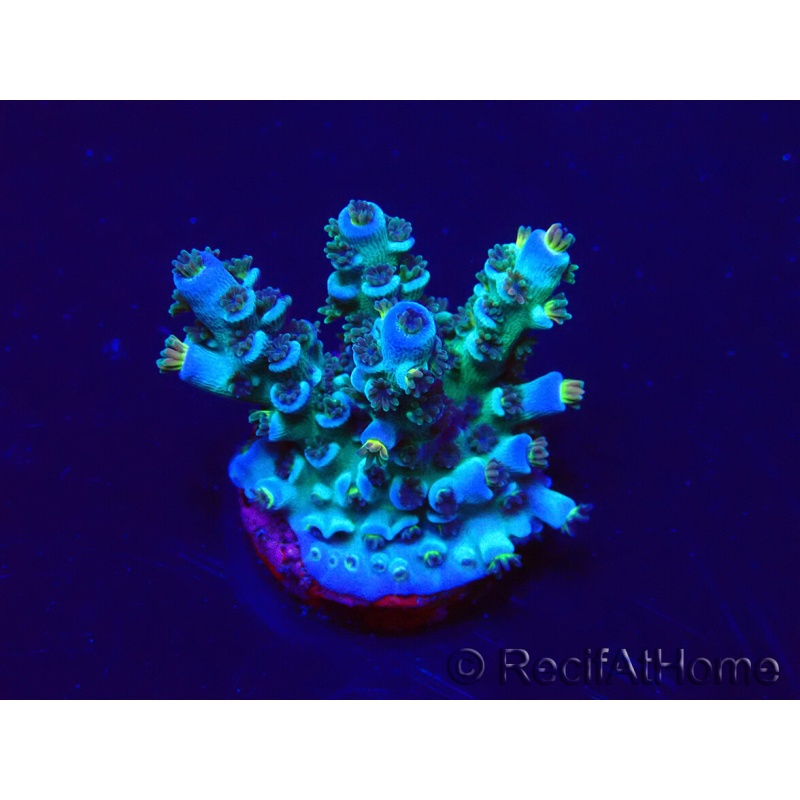 WYSIWYG Acropora Marikultur akklimatisiert LED