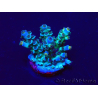 WYSIWYG Acropora tenuis 15I11 Mariculture acclimaté led