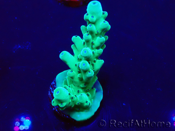 WYSIWYG Acropora Maricultura aclimatada LED