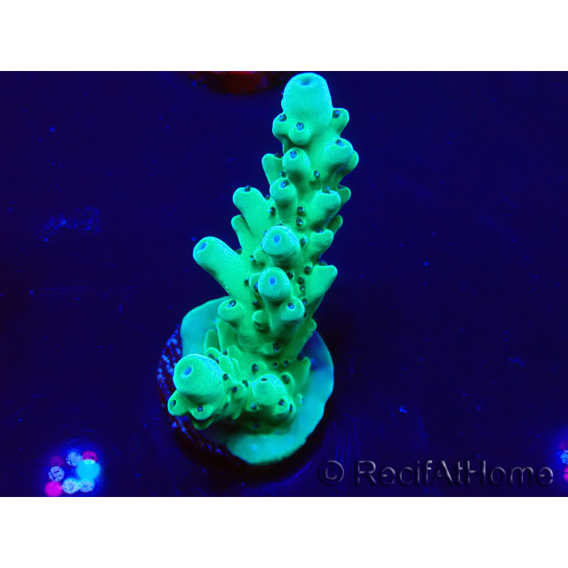 WYSIWYG Acropora granulosa 15J11 Mariculture acclimaté led