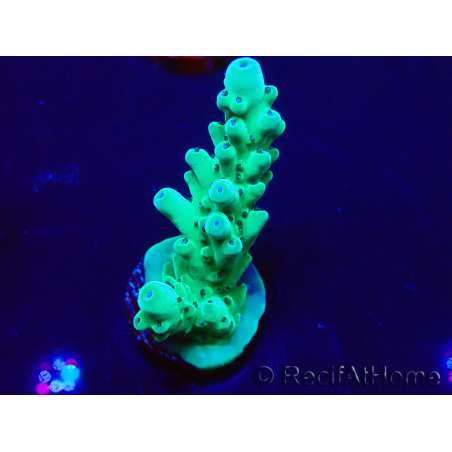 WYSIWYG Acropora Maricultuur geacclimatiseerd LED