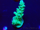 WYSIWYG Acropora Maricultuur geacclimatiseerd LED