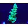 WYSIWYG Acropora granulosa 15J11 Mariculture acclimaté led