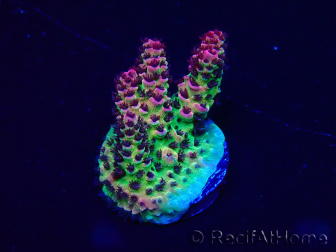 WYSIWYG Acropora hyacinthus 15K3 Mariculture acclimaté led