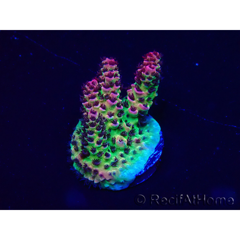 WYSIWYG Acropora akklimatisiert LED