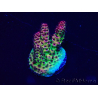 WYSIWYG Acropora akklimatisiert LED