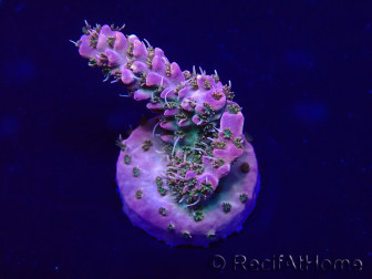WYSIWYG Acropora Marikultur akklimatisiert LED