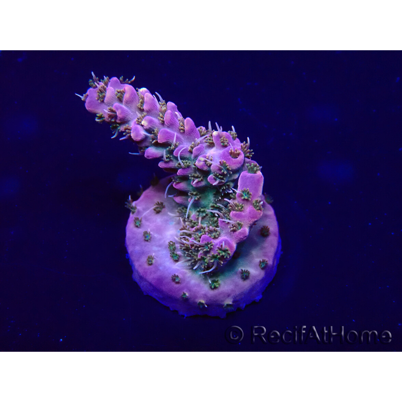 WYSIWYG Acropora Mariculture acclimaté led