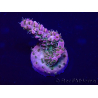 WYSIWYG Acropora Mariculture acclimated LED