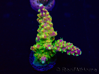 WYSIWYG Acropora Maricultura aclimatada led