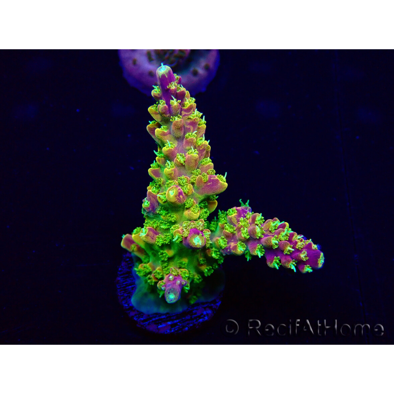 WYSIWYG Acropora Maricultura acclimatato led