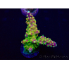 WYSIWYG Acropora Maricultura aclimatada led