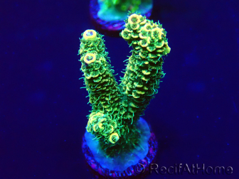 WYSIWYG Acropora Australia aclimatado led