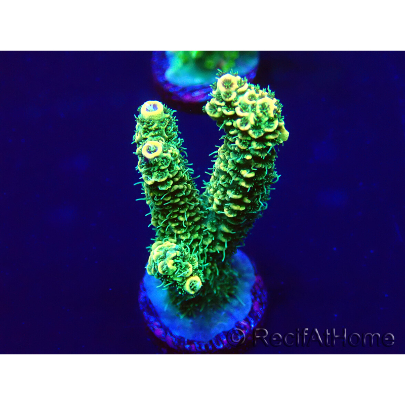 WYSIWYG Acropora Australia aclimatado led