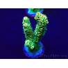 WYSIWYG Acropora hyacinthus 15L5 Mariculture acclimaté led