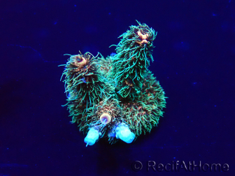 WYSIWYG Acropora millepora Mariculture acclimaté led