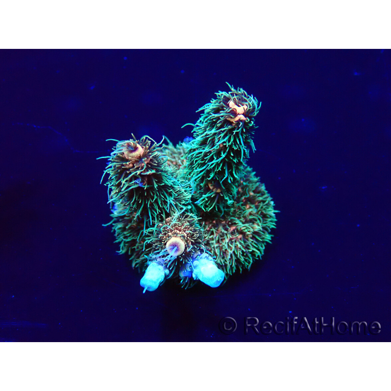 WYSIWYG Acropora millepora Mariculture acclimaté led