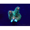 WYSIWYG Acropora millepora Mariculture acclimaté led