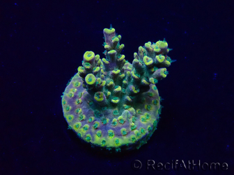 WYSIWYG Acropora Mariculture acclimated LED