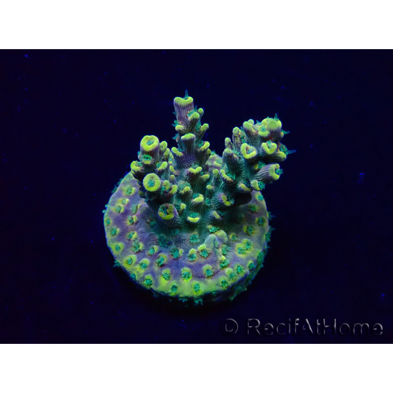 WYSIWYG Acropora Maricultura aclimatada led