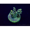 WYSIWYG Acropora Marikultur akklimatisiert LED