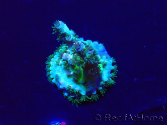 WYSIWYG Acropora Maricoltura acclimatata led