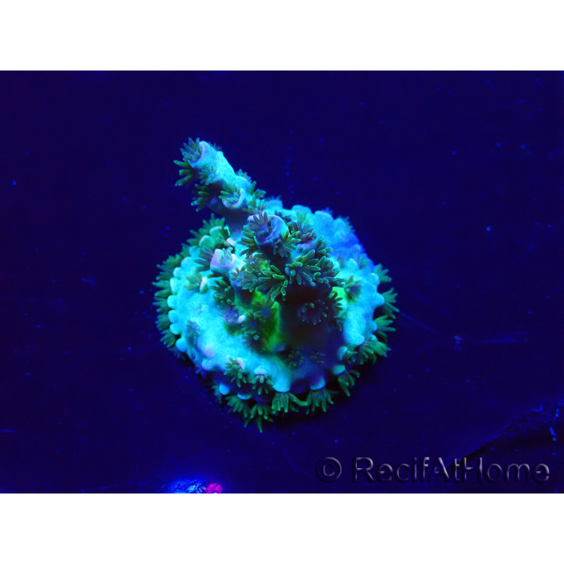 WYSIWYG Acropora tenuis 15M10 Mariculture acclimaté led