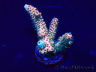 WYSIWYG Acropora acclimaté led