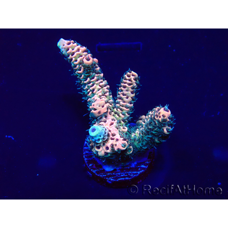 WYSIWYG Acropora acclimaté led