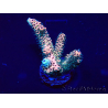 WYSIWYG Acropora acclimaté led